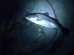 貝塚でバチ抜けシーバス、バイトは有りました…