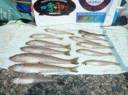 津居山港　朝からの投げ釣りでキス釣りが楽しめる　周りではサビキも