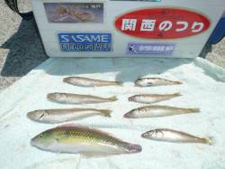 明石港へ前回の石ゴカイの残りをもってキス釣…