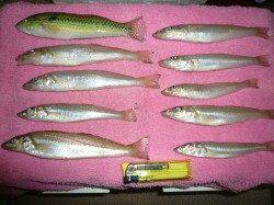 成が島水道でのキスの投げ釣り