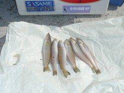 洲本港でキスの投げ釣り、今後の水温上昇に期待