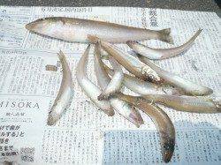 津居山 投げ釣りのキス狙いは最大22cm