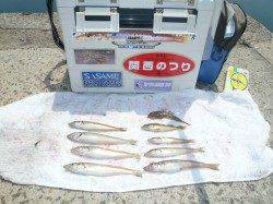 浦で投げ釣り！港内のピンポインでせめてお土産GET！