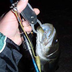 樽井漁港プラッキングでメバル調査〜ファーストHITはシーバス62cm！