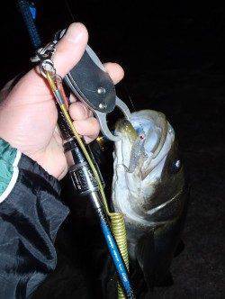 樽井漁港プラッキングでメバル調査〜ファーストHITはシーバス62cm！