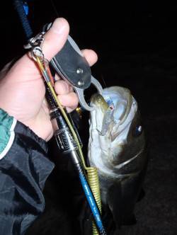 樽井漁港プラッキングでメバル調査〜ファース…