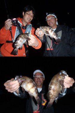 樽井漁港でプラッキング　メバルにシーバス