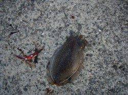 武庫川尻一文字でウキ釣り〜コウイカ・スルメイカをＧＥＴ