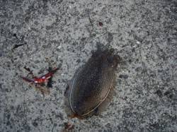 武庫川尻一文字でウキ釣り〜コウイカ・スルメ…