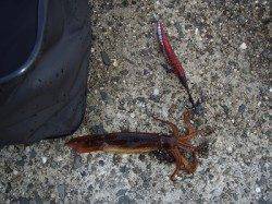 武庫川尻一文字でウキ釣り〜コウイカ・スルメイカをＧＥＴ