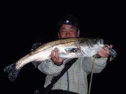 佐野漁港で70cm、バチシーバスはトップで…