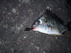 大阪南港ＳＬＫでキビレ9枚〜今年もシーズンインしました♪