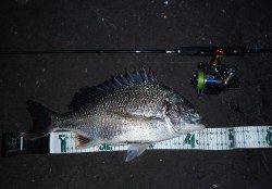 大阪南港ＳＬＫでキビレ9枚〜今年もシーズンインしました♪