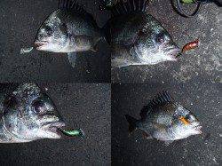 大阪南港周辺 SLKでキビレ5枚の釣果