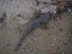 天橋立にてワインド〜朝一マゴチ&昼前にヒラメをGET！