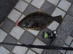 天橋立にてワインド〜朝一マゴチ&昼…