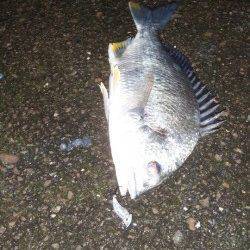 大阪南港 雨の中でしたがチニングでキビレ2匹