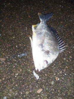 大阪南港 雨の中でしたがチニングでキビレ2匹