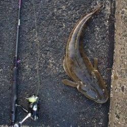 天橋立 ワインドでマゴチ、本格的なシーズンそろそろ迎えそうです