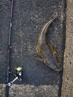 天橋立 ワインドでマゴチ、本格的なシーズン…