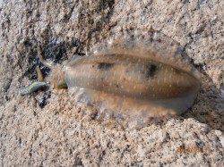 春サイズのアオリとうとう接岸！ 中津にてアオリイカ1140g