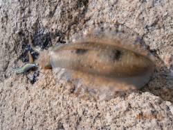 春サイズのアオリとうとう接岸！ 中津にてア…