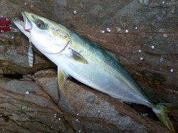 地磯エギング中に鳥山とナブラを発見！ ジグでハマチゲット！