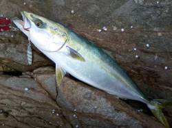 地磯エギング中に鳥山とナブラを発見！ ジグ…