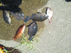 南塩谷のケーソンでフカセ釣り、グレ・チャリ…