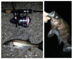 大阪南港メバリングでメバル・ガシラ・セイゴ