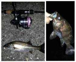 大阪南港メバリングでメバル・ガシラ・セイゴ…