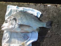 市川河口　投げ釣りでキス狙いもキビレの釣果…