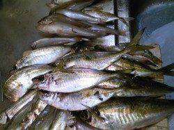 香住で早朝3〜5時にアジ入れ食い! 竿2本で大忙し♪