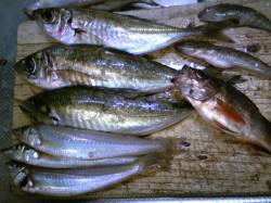 香住で早朝3〜5時にアジ入れ食い！ 竿２本…