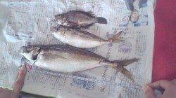 助松埠頭　同行者のサビキにアジの釣果