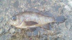 小島　メバリング釣行も苦戦で夜明け