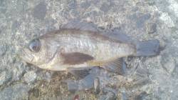 小島　メバリング釣行も苦戦で夜明け