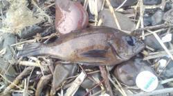 小島でのメバリング釣果