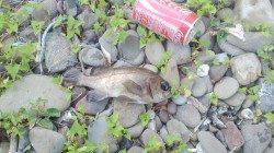 小島周辺にエントリー、遠投オンリーのメバリングで攻めました