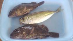 小島　フロートリグでのアジ狙い　連続リフト…