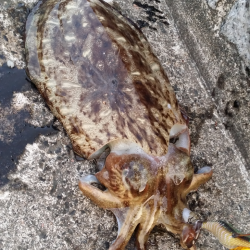 高浜でエギング、サイトでコウイカGET！