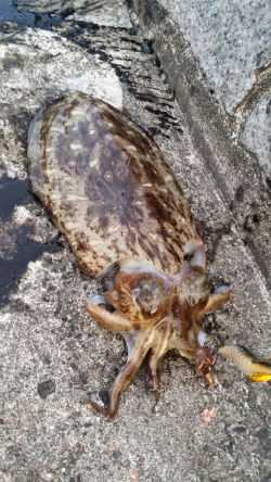 高浜でエギング、サイトでコウイカGET！