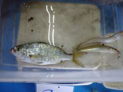 お子様釣果　小目津公園の磯でキス