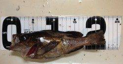 フロートを使ったメバリングに挑戦、20センチクラスを9匹！