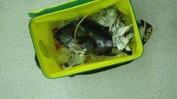 和深の地磯でイシガキダイ42cm、すさみ沖磯でイシダイ42cm