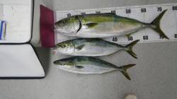 白浜地磯でルアーでメジロ75.5cmにハマ…