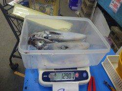 みなべ町堺グランド横でアオリイカ・ヒラスズキ釣果