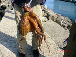 浅茂川にてエギング〜ステイ後のしゃくりで手…