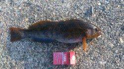 柴山港にて釣れたアジを使ってノマセ〜45㎝の巨大アイナメ！！