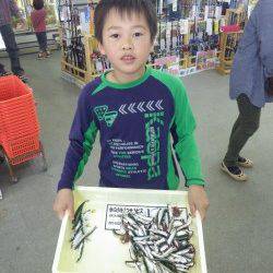 元島堤防でサビキ釣り、お子さんも楽しめるイワシの釣果